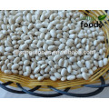 White Beans For Sale, Navy Type